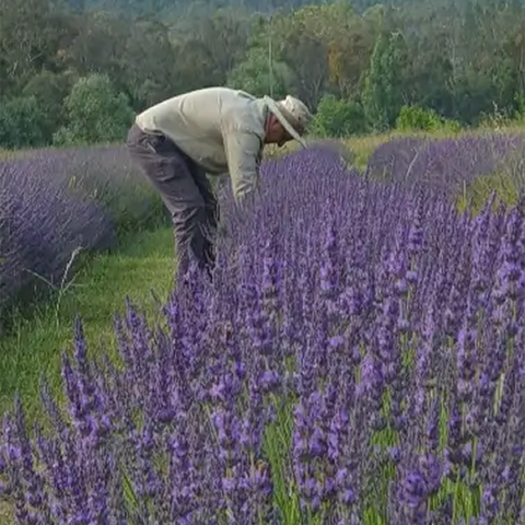 Lavender Bunch Dried