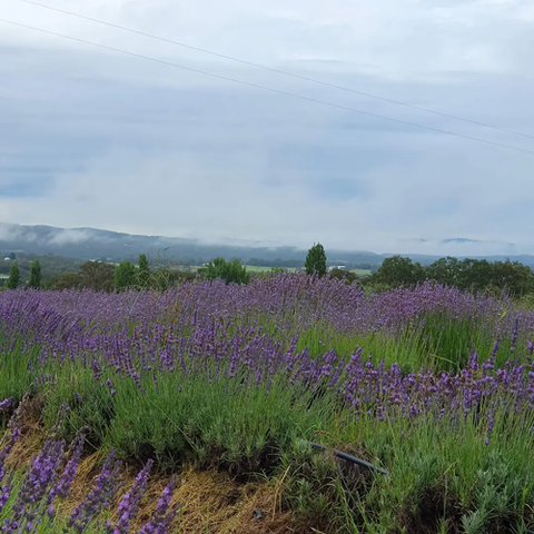Lavender Bunch Dried